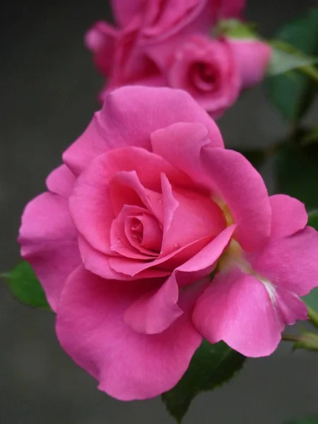 Ένα Κάθετο Κλείσιμο Ενός Ροζ Τριαντάφυλλου Που Ανθίζει — Φωτογραφία Αρχείου
