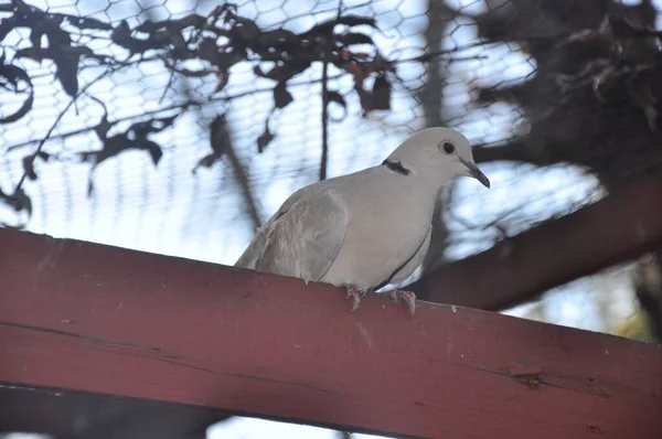 Closeup Shot Eurasian Collared Dove Looking — Stock Photo, Image