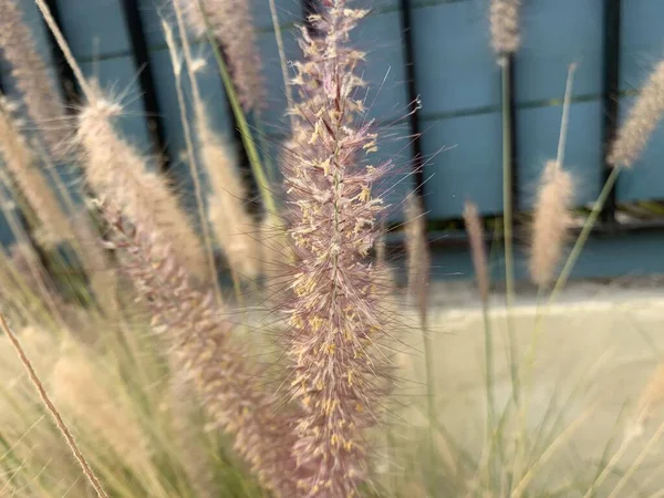 Die Wunderschön Blühende Fuchsschwanzlilie — Stockfoto