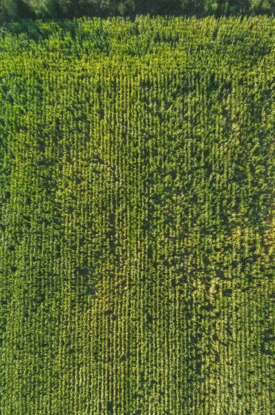 Luchtfoto Van Groene Velden Spanje Europa Luchtfoto — Stockfoto