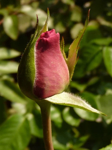 Beautiful Vertical Shot Pink Rosebud — Stock Photo, Image
