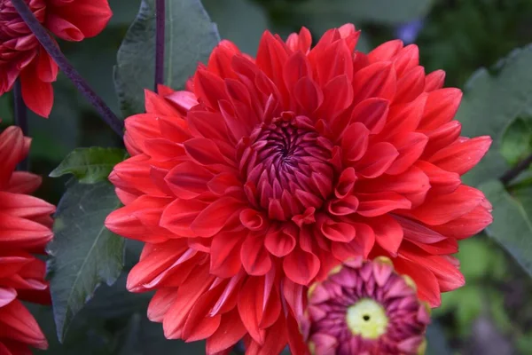 Selective Focus Shot Beautiful Red Dahlia Flowers Blooming Garden — Stock Photo, Image