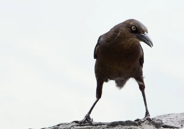 Closeup Shot Beautiful Raven Sharp Beak Sitting Rock — Stock Photo, Image