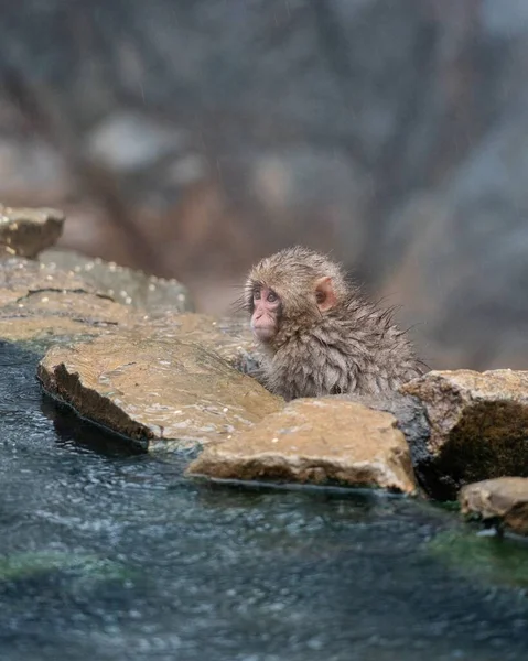 Macaco Neve Japonês Macaco Juvenil Olha Para Fora Sobre Uma — Fotografia de Stock