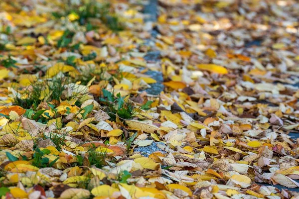 Enfoque Selectivo Las Hojas Otoño Suelo —  Fotos de Stock