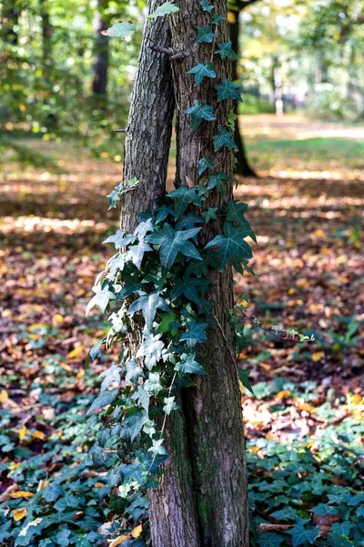 Een Verticaal Shot Van Klimop Boom Stam — Stockfoto