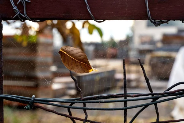 Ένα Επιλεκτικό Πλάνο Εστίασης Από Συρματόπλεγμα — Φωτογραφία Αρχείου