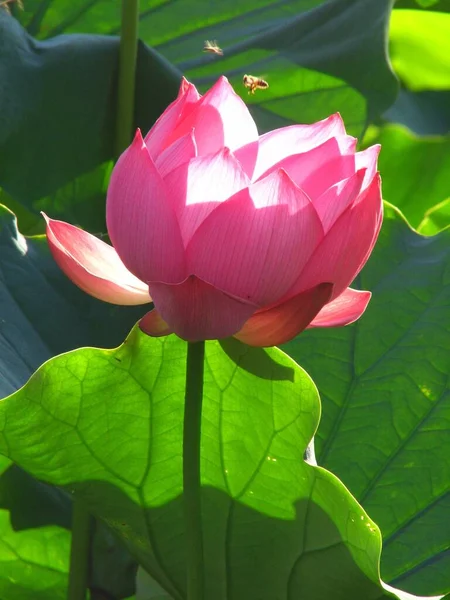 Beautiful Vertical Closeup Shot Blooming Lotus Flower — Stock Photo, Image
