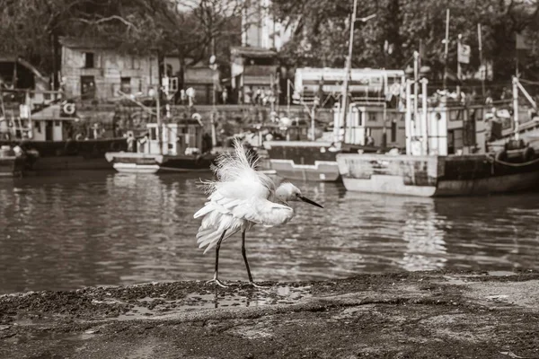 反射湖の近くの白い鶴の灰色のショット — ストック写真