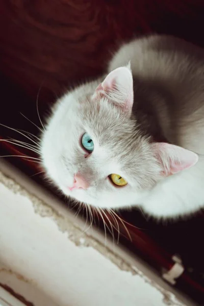 Eine Vertikale Aufnahme Einer Weißen Katze Mit Blauen Und Gelben — Stockfoto