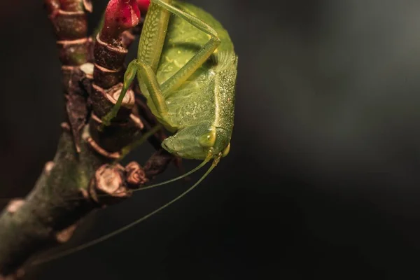 Macro Shot Green Grasshopper Twig Dark Background — Stock Photo, Image