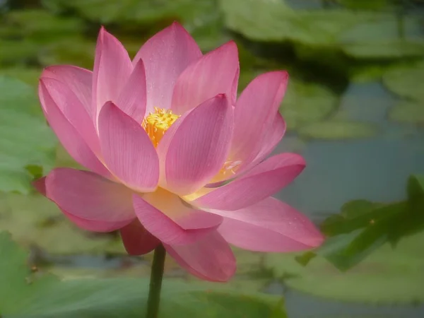 Beautiful Closeup Shot Lotus Flower Pond — Stock Photo, Image