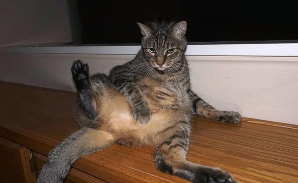 Gato Divertido Sentado Una Pose Hilarante Mirando Cámara — Foto de Stock