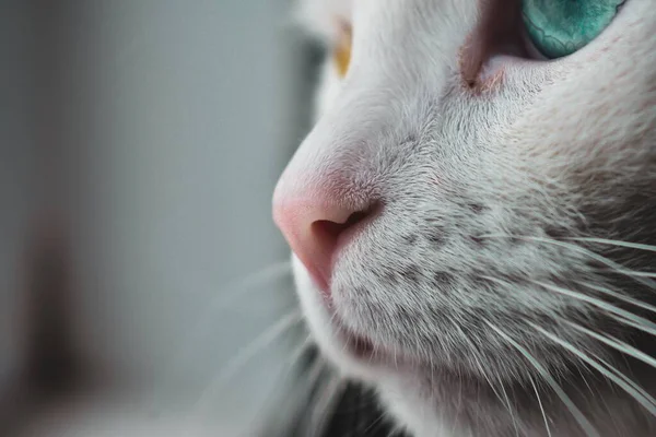 Selective Focus Shot Nose White Cat Blue Yellow Eyes — Stock Photo, Image