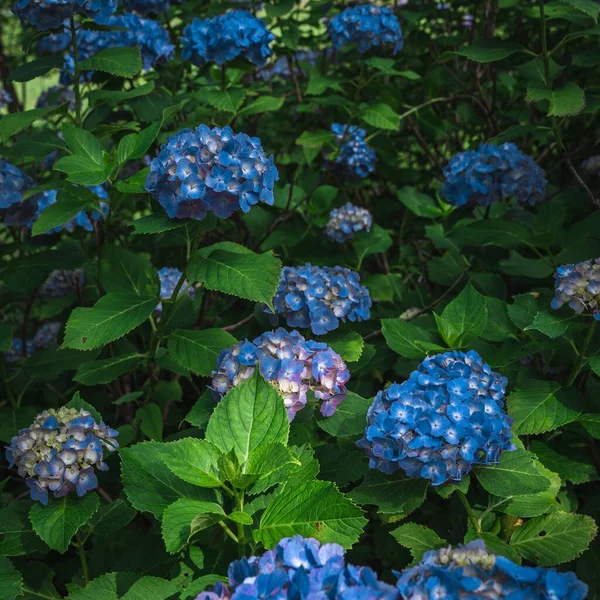 Bahçedeki Mavi Ortanca Çiçeklerinden Güzel Bir Kare — Stok fotoğraf