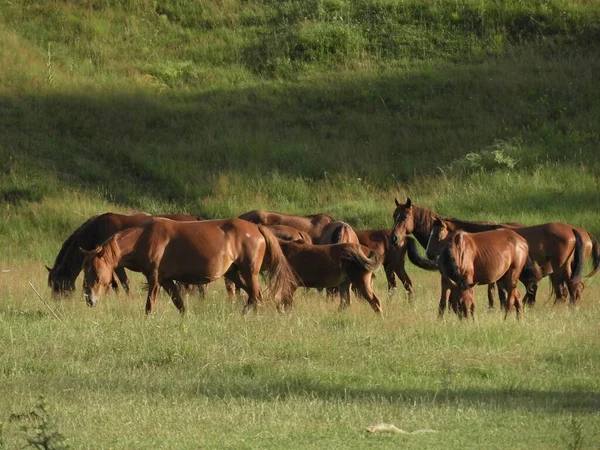 Belo Tiro Grupo Cavalos Marrons Alimentando Grama Campo — Fotografia de Stock