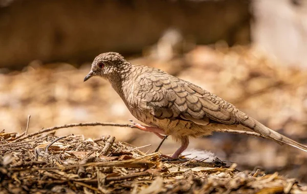 Detailní Záběr Malého Hnědého Ptáčka Sedícího Zemi Pokryté Malými Kousky — Stock fotografie