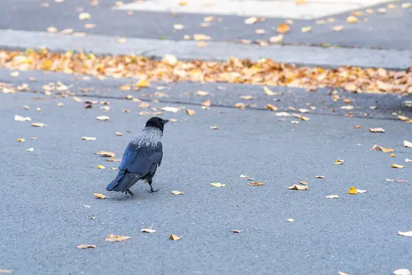 Een Kraai Die Herfst Straat Loopt — Stockfoto