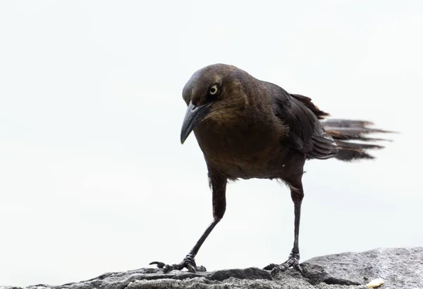 Nahaufnahme Eines Schönen Raben Mit Scharfem Schnabel Der Auf Einem — Stockfoto