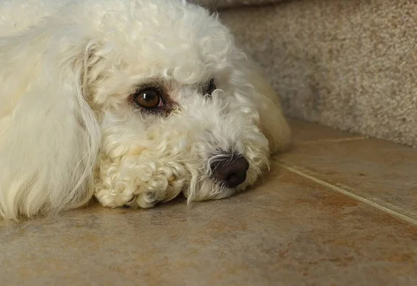 Close Sad Puddle Puppy Lying Waiting Owners Come Home — Stock Photo, Image