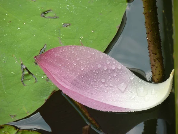 Eine Nahaufnahme Eines Lotusblattes Auf Dem Wasser Bei Tageslicht Schön — Stockfoto