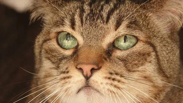 一只长着绿色大眼睛的害怕的猫的画像 — 图库照片