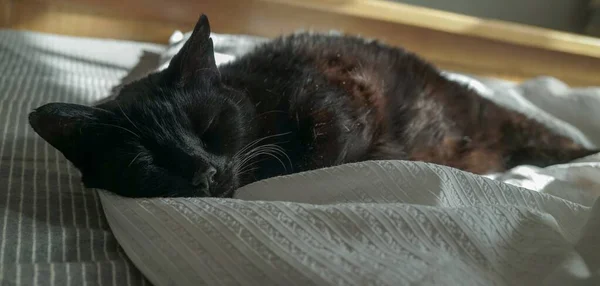 Gato Preto Acaricia Lençóis Uma Cama Que Cochila Luz Manhã — Fotografia de Stock