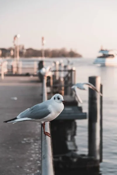 Vertical Closeup Shot Seagull Perched Metal Pole Dock Sea — Stock Photo, Image