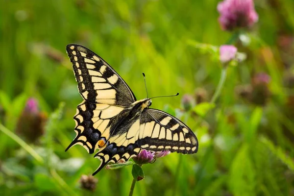 在田野里 一只黄色燕尾蝶栖息在花朵之上 这是一张美丽的特写照片 — 图库照片
