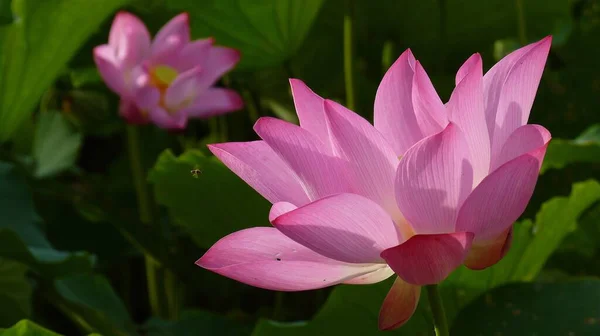 Крупный План Цветущих Розовых Цветов Лотоса Зелени — стоковое фото