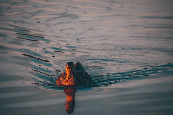 Утка Плавающая Озере Захваченном Днем — стоковое фото