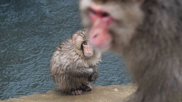 Macaco Neve Japonês Macaco Juvenil Olha Para Adulto Passageiro Nas — Fotografia de Stock
