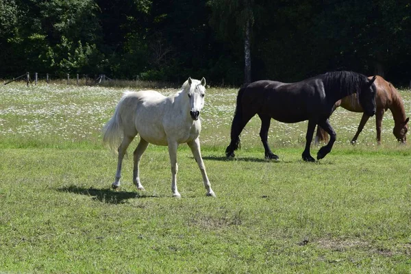三匹白马 黑马和褐马在田里吃草 — 图库照片