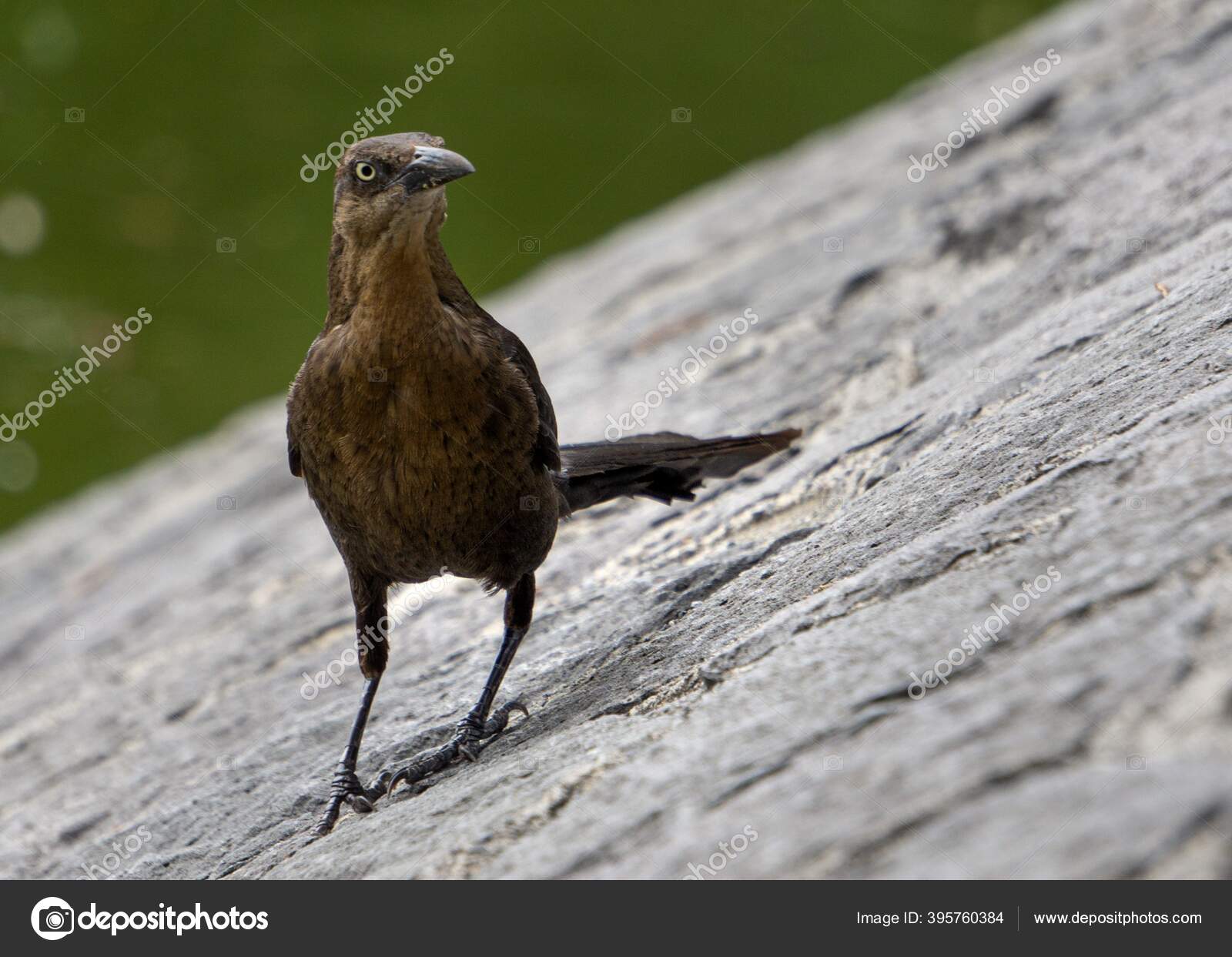 Closeup Shot Brown Bird Black Beak Sitting Ground Next Steaming