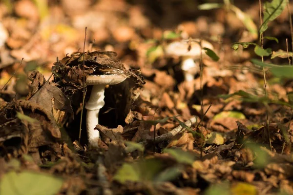 Eine Nahaufnahme Eines Braunen Pilzes Der Unter Trockenen Blättern Versteckt — Stockfoto