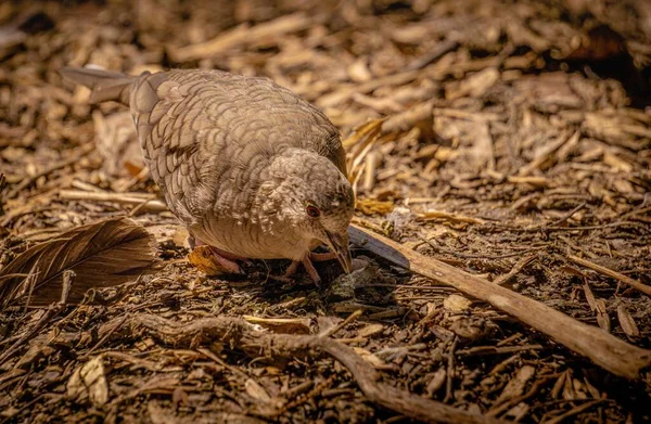 一只棕色的小鸟坐在被小木片覆盖的地面上的特写镜头 — 图库照片