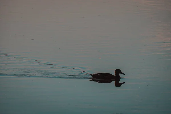 昼間に撮影された湖でアヒルの水泳 — ストック写真