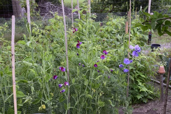 Una Hermosa Vista Las Flores Púrpuras Floreciendo Jardín — Foto de Stock
