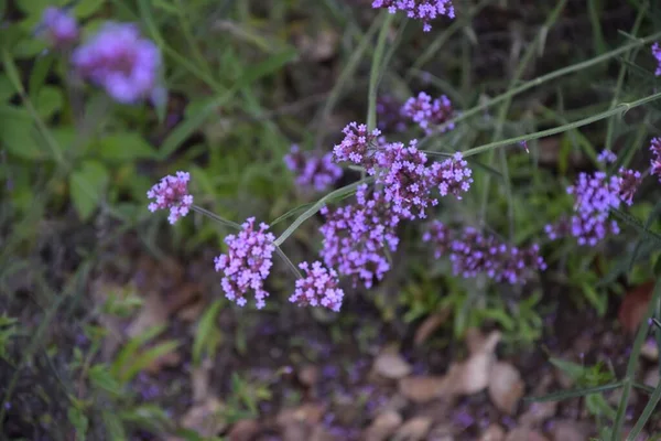 Plan Sélectif Des Fleurs Verveine Purpletop Poussant Dans Les Champs — Photo