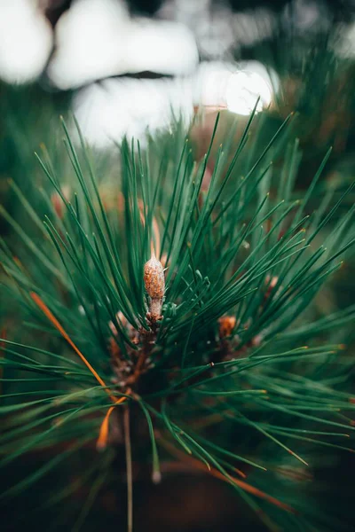 Vertikální Detailní Záběr Zelené Borovice Lese — Stock fotografie