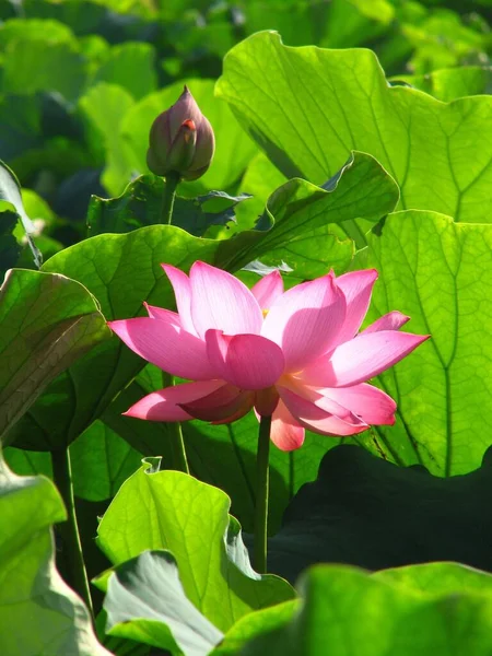 Plan Vertical Lotus Sacré Dans Champ Sous Lumière Soleil Avec — Photo