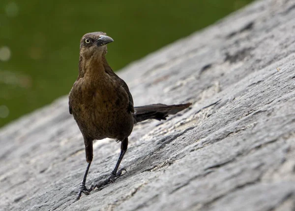 Gros Plan Oiseau Brun Avec Bec Noir Assis Sur Sol — Photo