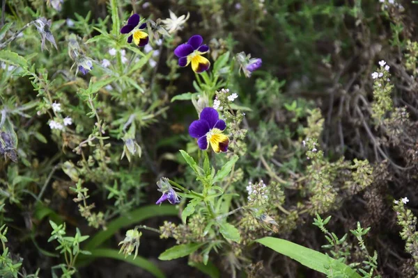 Selective Focus Shot Purple Flowers Blooming Garden — Stock Photo, Image