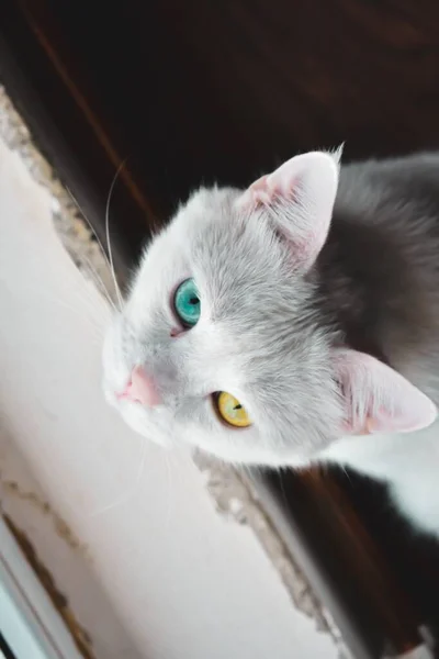 Vue Verticale Chat Blanc Aux Yeux Bleus Jaunes — Photo