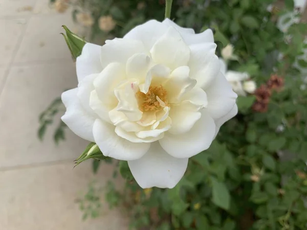 Pięknie Rozkwitła Biała Róża Ogrodzie — Zdjęcie stockowe