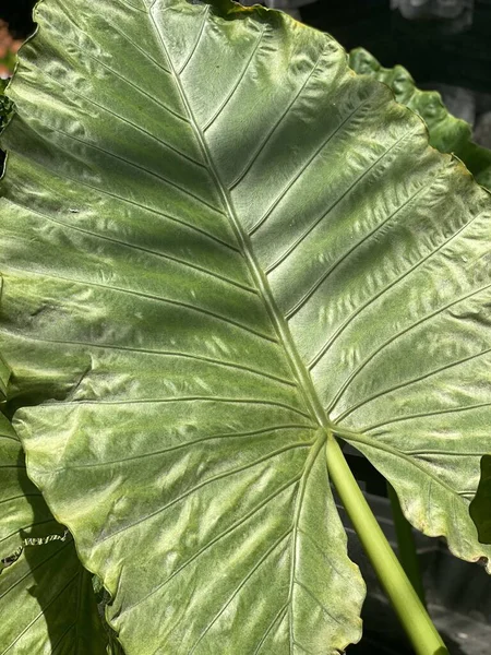 昼間に撮影された植物の葉の垂直オーバーヘッドショット — ストック写真