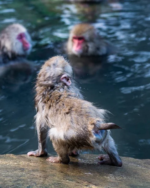 Macaco Neve Macaco Japonês Pego Meio Jogo Olhando Para Adulto — Fotografia de Stock