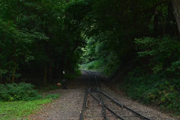Ein Grüner Wald Mit Eisenbahnen — Stockfoto