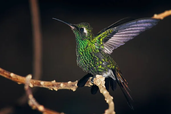 Tiro Close Verde Coroado Brilhante Beija Flor Empoleirado Galho Com — Fotografia de Stock