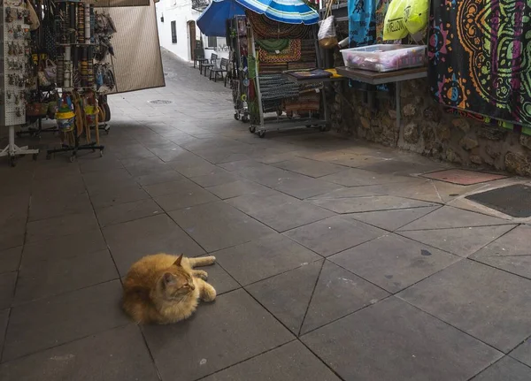 在布市中央 一只大猫躺在地上的特写镜头 — 图库照片